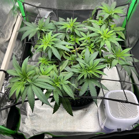 White Widow growlog timeline photo