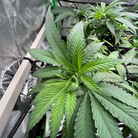 White Widow growlog timeline photo