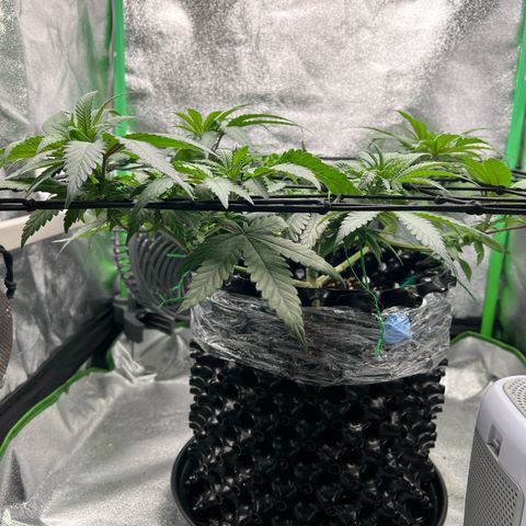 White Widow growlog timeline photo