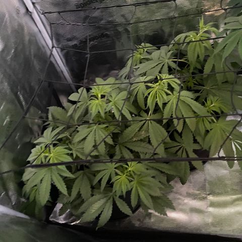 Lemon Orange growlog timeline photo
