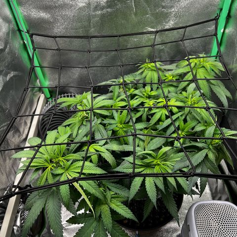 White Widow growlog timeline photo