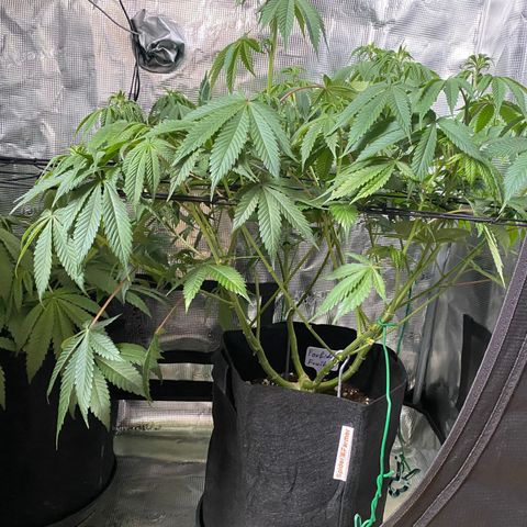 Forbidden Punch  growlog timeline photo