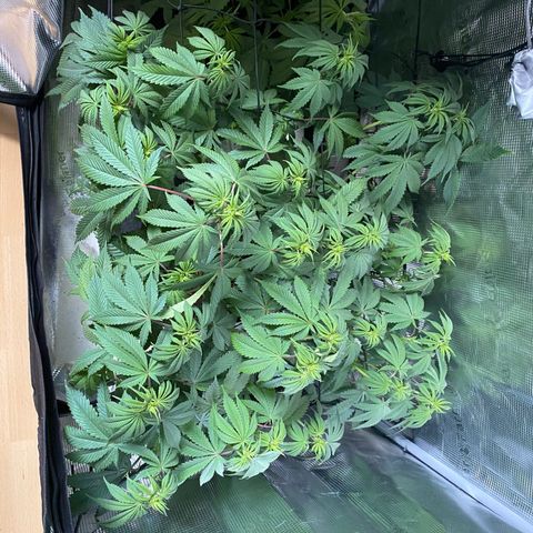Forbidden Punch  growlog timeline photo
