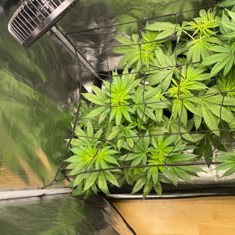 Lemon Orange growlog timeline photo