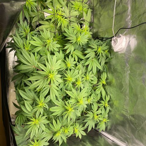Forbidden Punch  growlog timeline photo