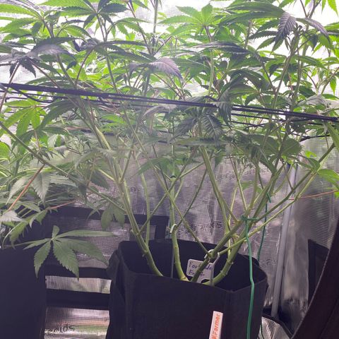 Forbidden Punch  growlog timeline photo