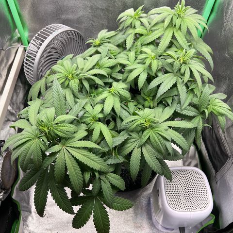 White Widow growlog timeline photo