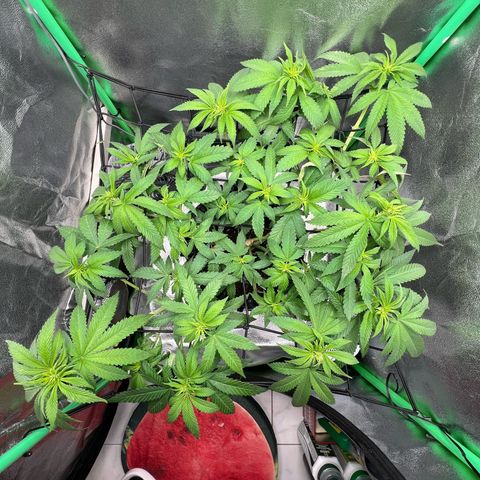 White Widow growlog timeline photo
