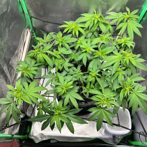 White Widow growlog timeline photo