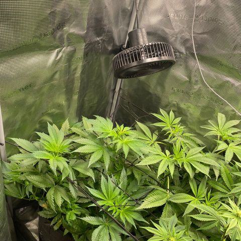 Lemon Orange growlog timeline photo