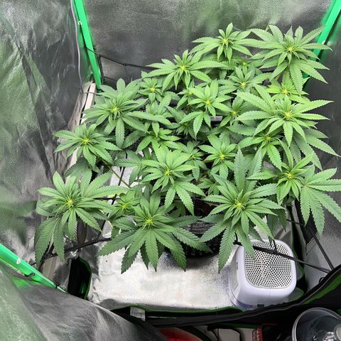 White Widow growlog timeline photo