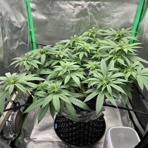 White Widow growlog timeline photo