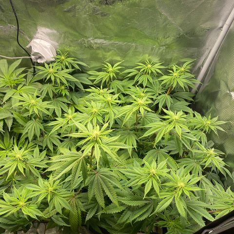 Forbidden Punch  growlog timeline photo