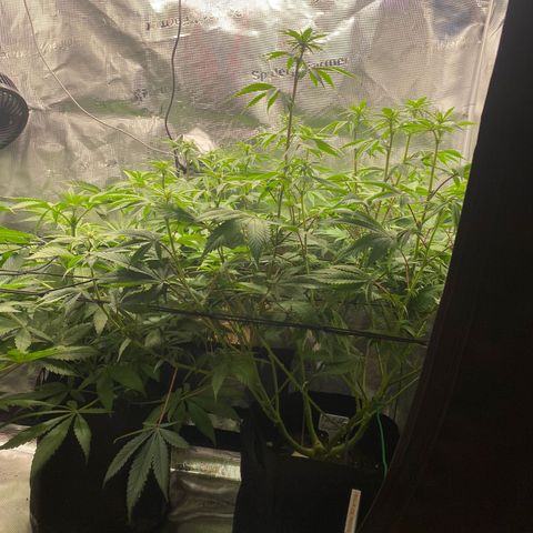 Forbidden Punch  growlog timeline photo