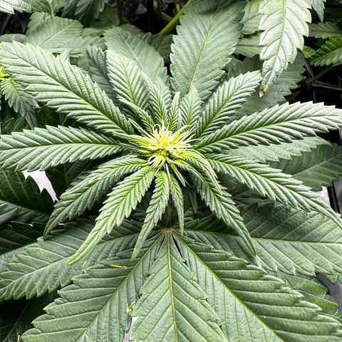 White Widow growlog timeline photo