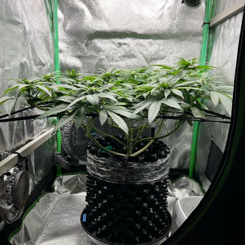 White Widow growlog timeline photo
