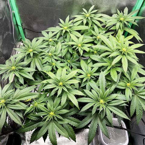White Widow growlog timeline photo