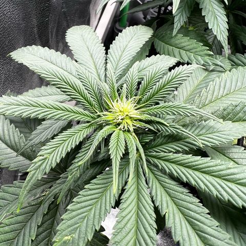 White Widow growlog timeline photo