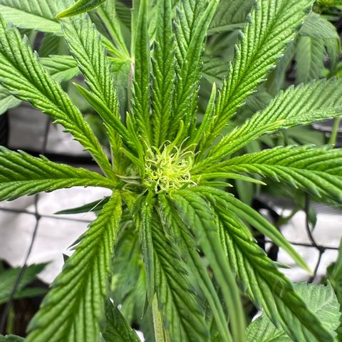 Lemon Orange growlog timeline photo