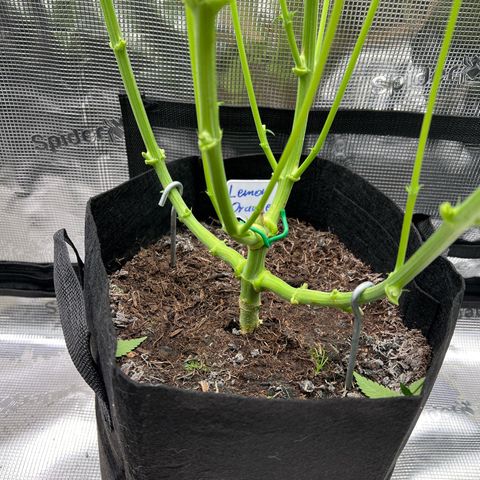 Lemon Orange growlog timeline photo