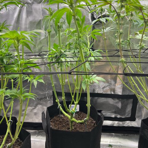 Lemon Orange growlog timeline photo