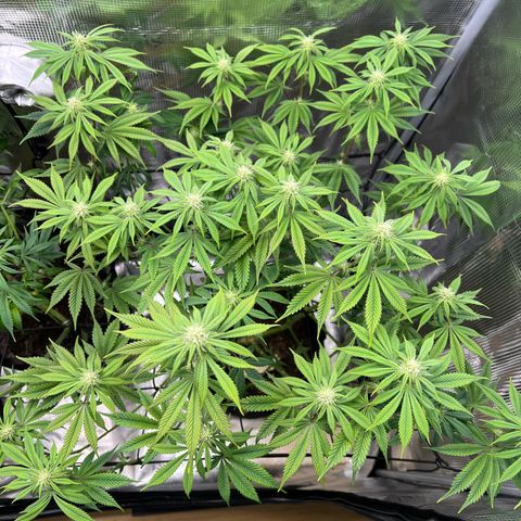 Forbidden Punch  growlog timeline photo