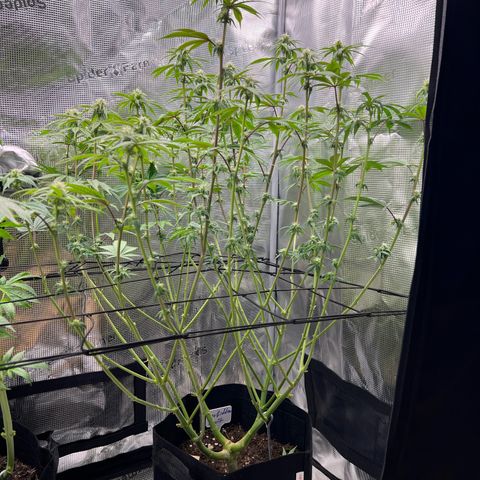 Forbidden Punch  growlog timeline photo