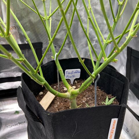Forbidden Punch  growlog timeline photo