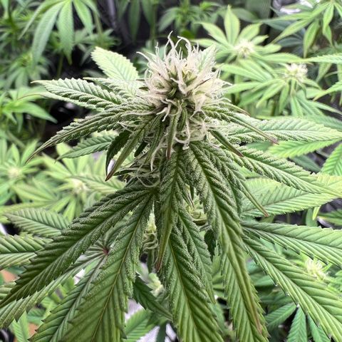 Forbidden Punch  growlog timeline photo