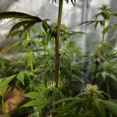 Forbidden Punch  growlog timeline photo