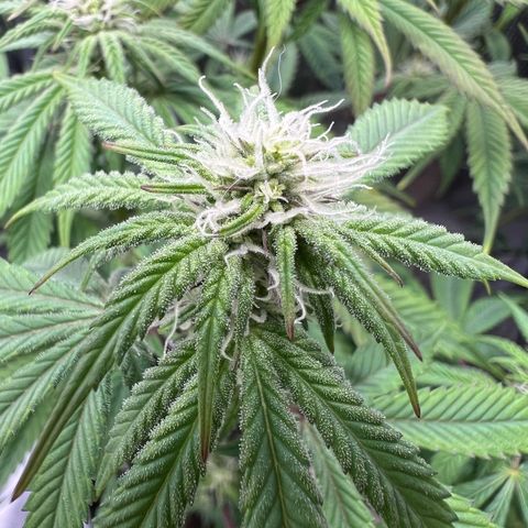 Forbidden Punch  growlog timeline photo