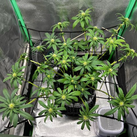 White Widow growlog timeline photo