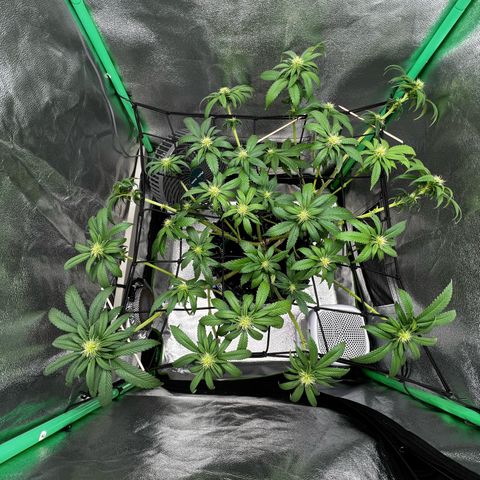 White Widow growlog timeline photo