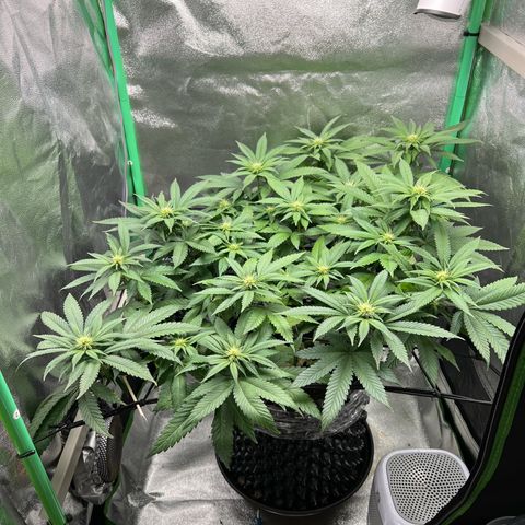White Widow growlog timeline photo
