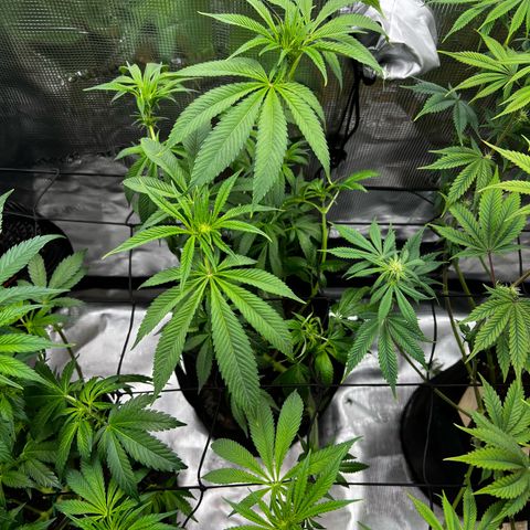 Lemon Orange growlog timeline photo