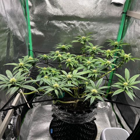 White Widow growlog timeline photo