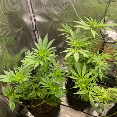 Lemon Orange growlog timeline photo