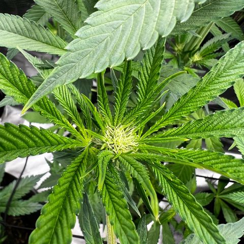 Lemon Orange growlog timeline photo