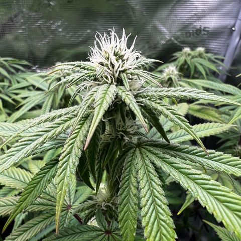 Forbidden Punch  growlog timeline photo