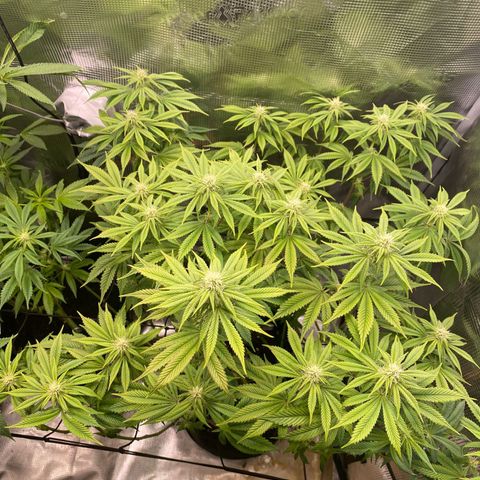 Forbidden Punch  growlog timeline photo