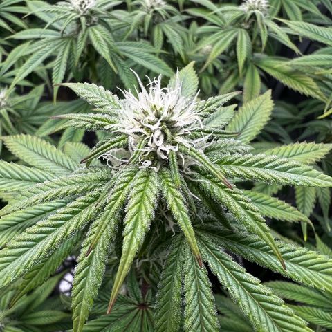 Forbidden Punch  growlog timeline photo