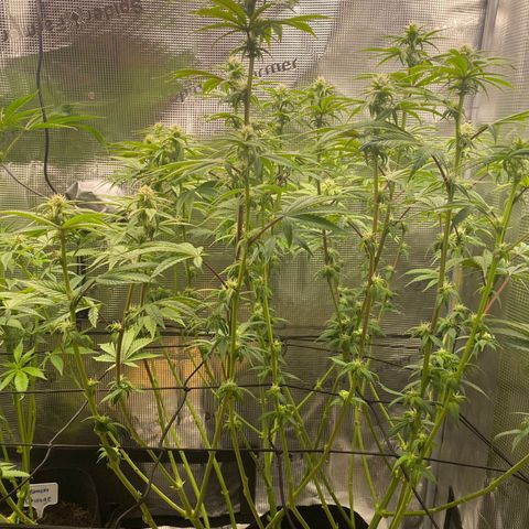Forbidden Punch  growlog timeline photo