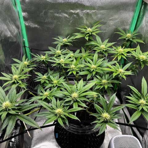 White Widow growlog timeline photo