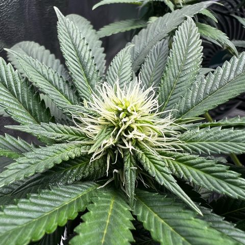 White Widow growlog timeline photo