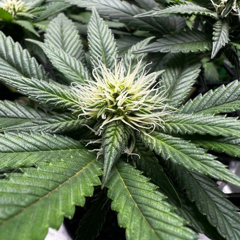 White Widow growlog timeline photo
