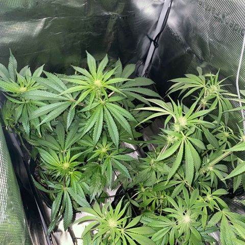 Lemon Orange growlog timeline photo