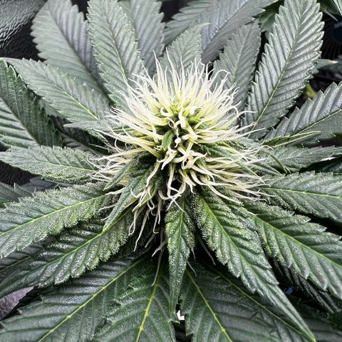 White Widow growlog timeline photo
