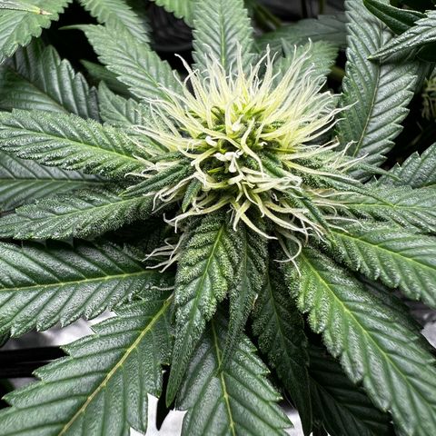 White Widow growlog timeline photo
