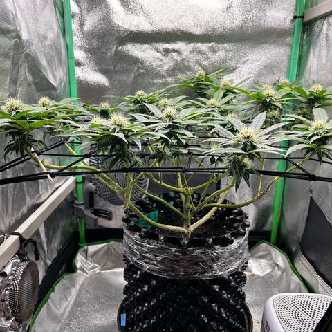 White Widow growlog timeline photo
