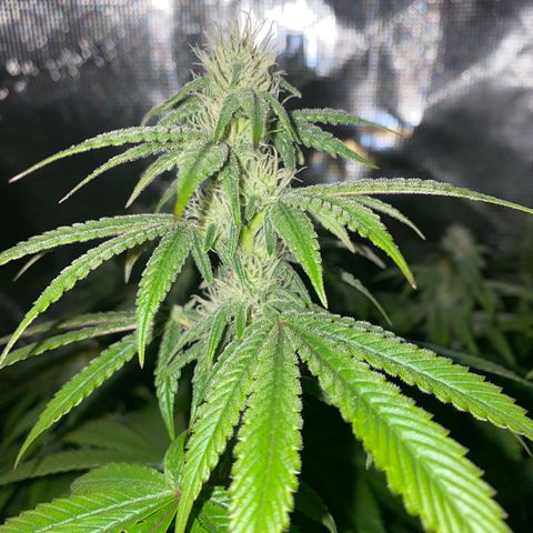 Forbidden Punch  growlog timeline photo